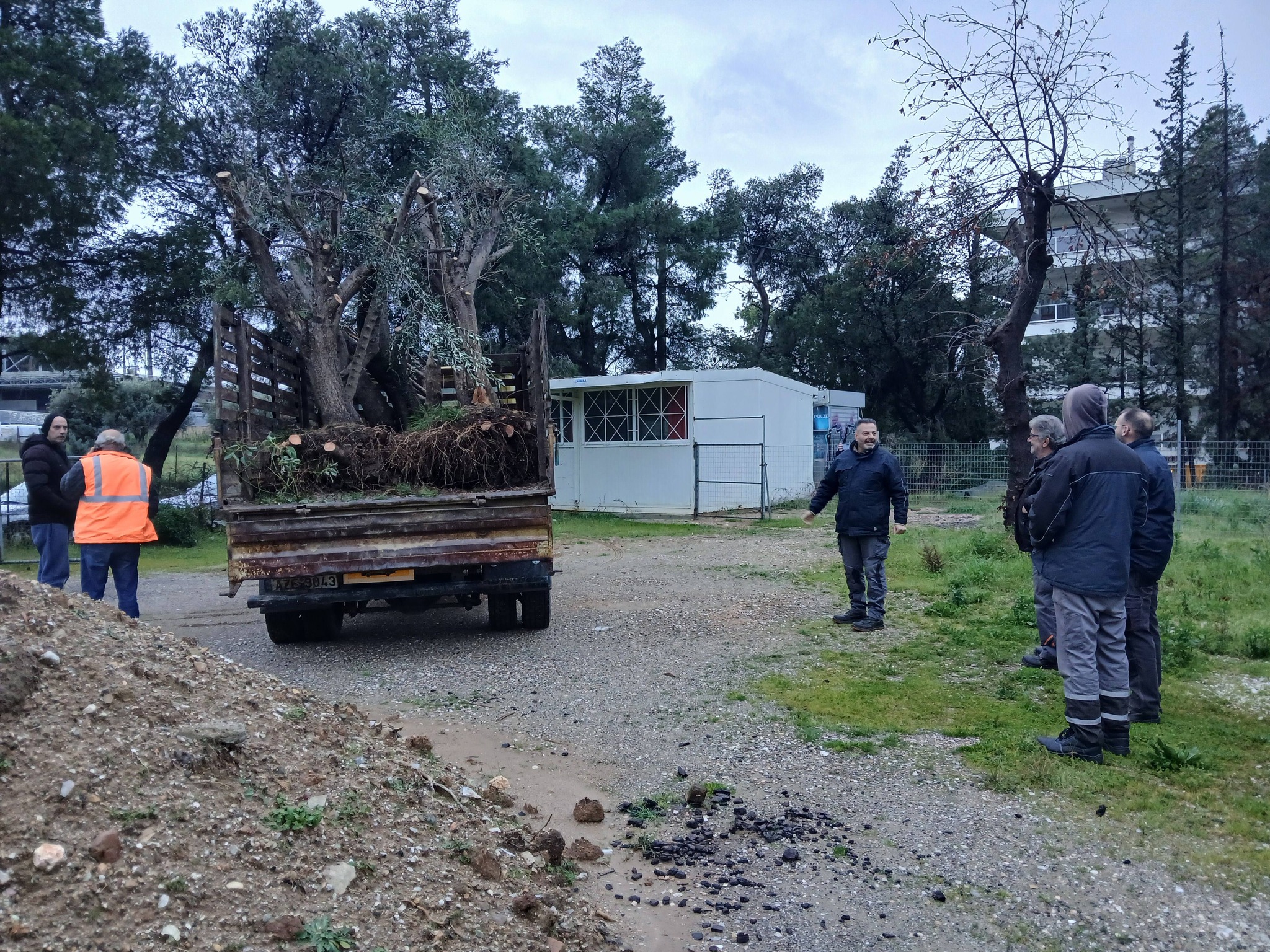 Αιωνόβιες ελιές πλατεία Ρίτσου 2026-02 (2)