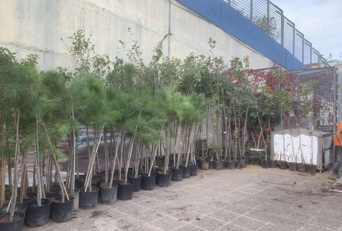 Παραλαβή δέντρων 2025-11 (1)